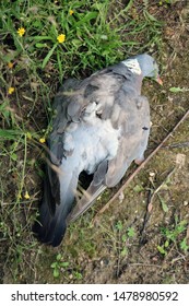 2,790 Dead Pigeon Images, Stock Photos & Vectors | Shutterstock