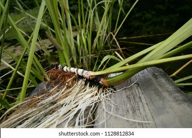 Freshly dug Acorus calamus root. Fresh acorus calamus root on wooden bridge near pond.
