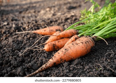 Freshly dug carrots from the garden on the ground - Powered by Shutterstock