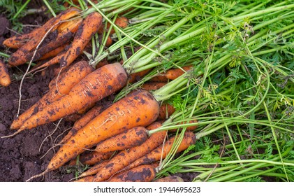 Freshly dug carrots with the tops on the ground. Large juicy unwashed carrots in a field on the ground close-up.