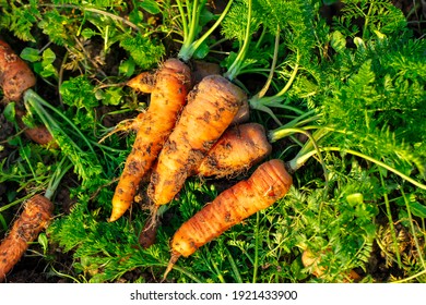 Freshly dug carrots from the vegetable field 