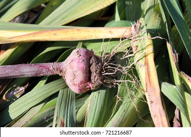 Freshly Dug Gladiolus Corm With Roots