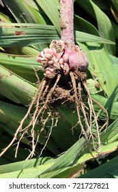 Freshly Dug Gladiolus Corm With Roots And Small Bulbs