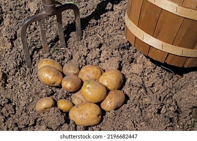 Freshly Dug Potatoes In A Backyard Garden. They Are Rich In Antioxidants And Are Linked To Healthier Cholesterol Levels, Improved Vision A Reduced Risk Of Heart Disease, Certain Cancers, And Diabetes.