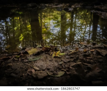 freshly fallen leaf with tree reflection