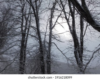 Freshly Fallen Snow Covers The Trees Of The Forest, While The Sun Lays Behind A Haze And Casts An Eerie Glow Over The Scene.