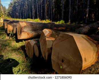 Freshly Felled And Sawn Wooden Logs Of Pine, Stacked On Top Of Each Other In Piles, Some In Cross-section, As Part Of Sustainable Forest Management In Sherwood Forest