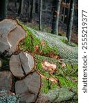 Freshly felled and stacked tree trunks at the edge of the forest