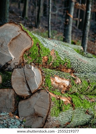 Similar – Image, Stock Photo Gestapelte Baumstämme in einem Nadelwald