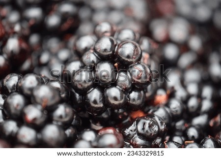 Freshly foraged juicy ripe wild blackberries.  Large number of shiney deep purple vegetarian vegan fruit food. Vitamins and fibre for a healthy lifestyle. Abstract monochrome pattern. Close up macro.
