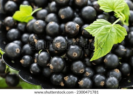 Freshly gathered big juicy black currants on brown plate closeup , black currant harvest, berries outdoors, in garden