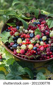 Freshly gathered juicy colorful berries outdoors in leaves background, mix of red currants, black currants, raspberries, white currants, blueberries, gooseberries and  cherries in brown plate 