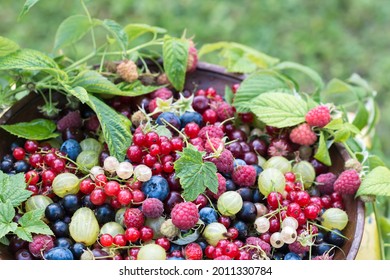 Freshly gathered juicy colorful berries outdoors in leaves background, mix of red currants, black currants, raspberries, white currants, blueberries, gooseberries and  cherries in brown plate 