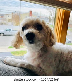 Freshly Groomed White Malti Poo Dog