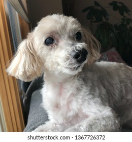 Freshly Groomed White Malti Poo Dog