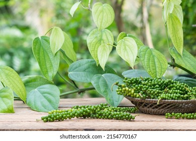 granos de pimienta negra recién cosechados en una mesa al aire libre, ingrediente especiado y condimentado cerrado con una vid de planta de pimienta negra en el fondo, en una profundidad poco profunda de campo