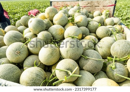 Freshly harvested cantaloupes placed on a truck in Yunlin, Taiwan.