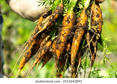 Freshly harvested carrots held in a hand, soil-covered, in a garden with green background. Concept of organic farming and fresh produce - Powered by Shutterstock