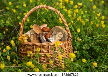 Freshly harvested different edible porcini mushrooms in wicker basket in forest in nature in grass closeup	