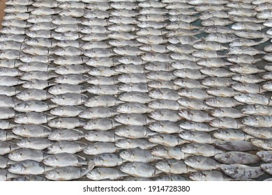 Freshly Harvested Fish Arranged In Indian Fish Super Market For Sale