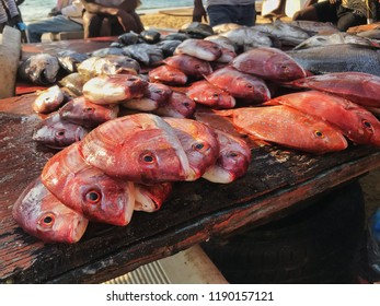 Freshly Harvested Fish On The Beach Market In Luanda, Angola