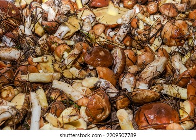 Freshly Harvested Forest Mushrooms Suillus Family Boletaceae	
