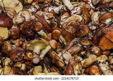 Freshly Harvested Forest Mushrooms Suillus Family Boletaceae	
