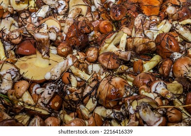 Freshly Harvested Forest Mushrooms Suillus Family Boletaceae	
