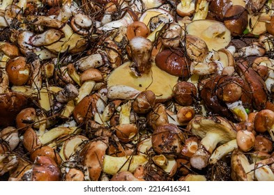 Freshly Harvested Forest Mushrooms Suillus Family Boletaceae	
