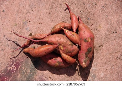 Freshly Harvested Homegrown Organic Yams From The Garden