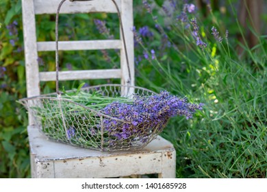 Freshly harvested lavender on white chair in garden