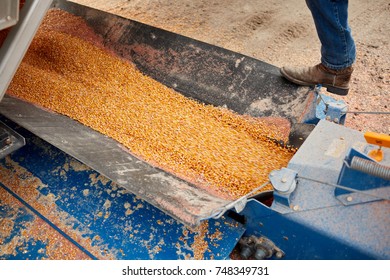 Freshly Harvested Maize Kernels In A Combine Harvester Viewed Inside The Bin From Above With The Foot Of A Farmer Visible On The Side