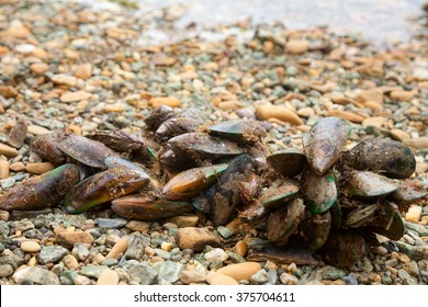 Freshly harvested New Zealand green-lipped mussels also known as the New Zealand mussel, the greenshell mussel, kuku, and kutai on a beach at Marlborough Sounds