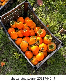 Freshly harvested persimmons in a crate from a garden in Adjara, Georgia during autumn