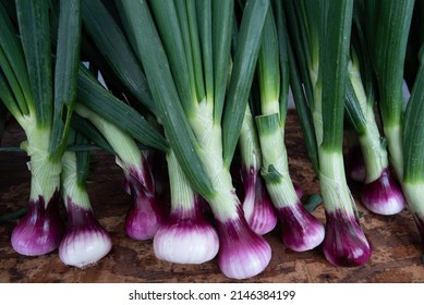 freshly harvested purple and white sweet spring onions with green stems