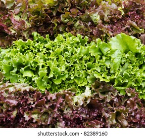 Freshly Harvested Red And Green Leaf Lettuce On Display At The Farmer's Market