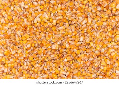 Freshly harvested ripe grain of the corn threshed from the cobs laid out in an even layer, top view   - Shutterstock ID 2256647267