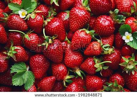 Freshly harvested ripe strawberries. Fresh organic strawberries, close up.