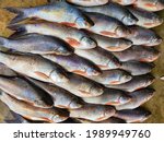 freshly harvested rohu carp fish beautifully arranged for sale in indian fish market