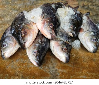 Freshly Harvested Rohu Fish Arranged In Row For Sale In Indian Fish Super Market