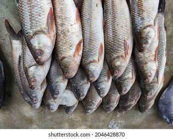 Freshly Harvested Rohu Fish Arranged In Row For Sale In Indian Fish Super Market