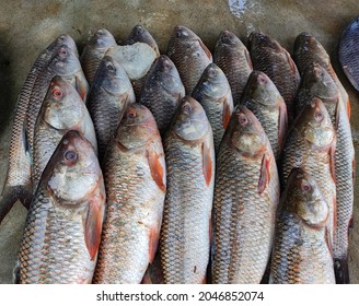 Freshly Harvested Rohu Fish Arranged In Row For Sale In Indian Fish Super Market