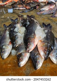 Freshly Harvested Rohu Fish Arranged In Row For Sale In Indian Fish Super Market