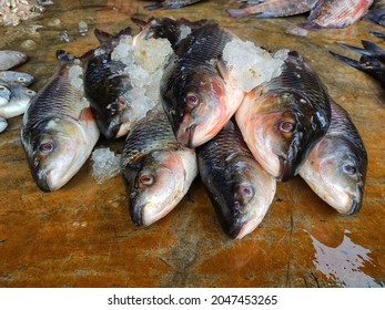 Freshly Harvested Rohu Fish Arranged In Row For Sale In Indian Fish Super Market