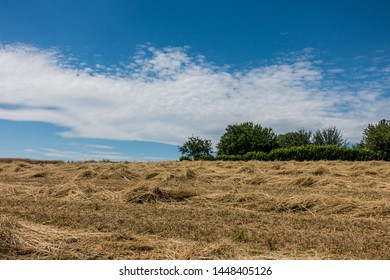 Freshly harvested straw from stubble field - Shutterstock ID 1448405126