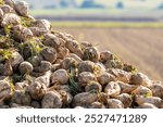 Freshly harvested sugar beets on the field covered with earth. High quality photo