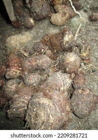  Freshly Harvested Taro Fruit From The Garden                              