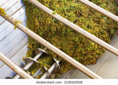 Freshly Harvested White Grape In Corkscrew Crusher Destemmer, Winemaking Process