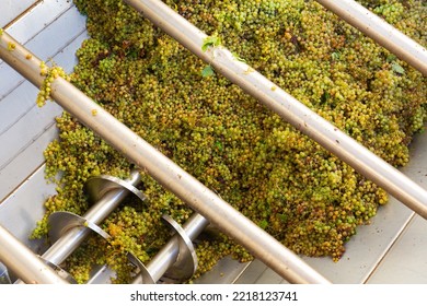 Freshly Harvested White Grape In Corkscrew Crusher Destemmer, Winemaking Process