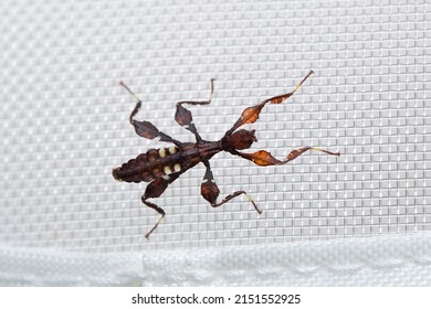 A Freshly Hatched Nymph Of Cryptophyllium Chrisangi
Locality: Thung Song, Nakhon Si Thammarat, Thailand